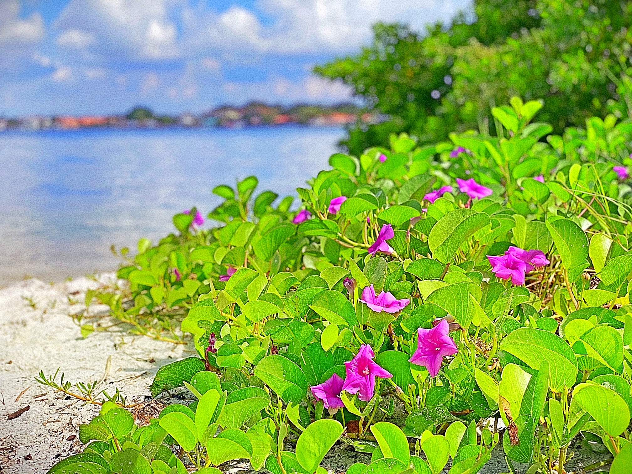 Boca Ciega Bay shoreline near St. Pete Beach